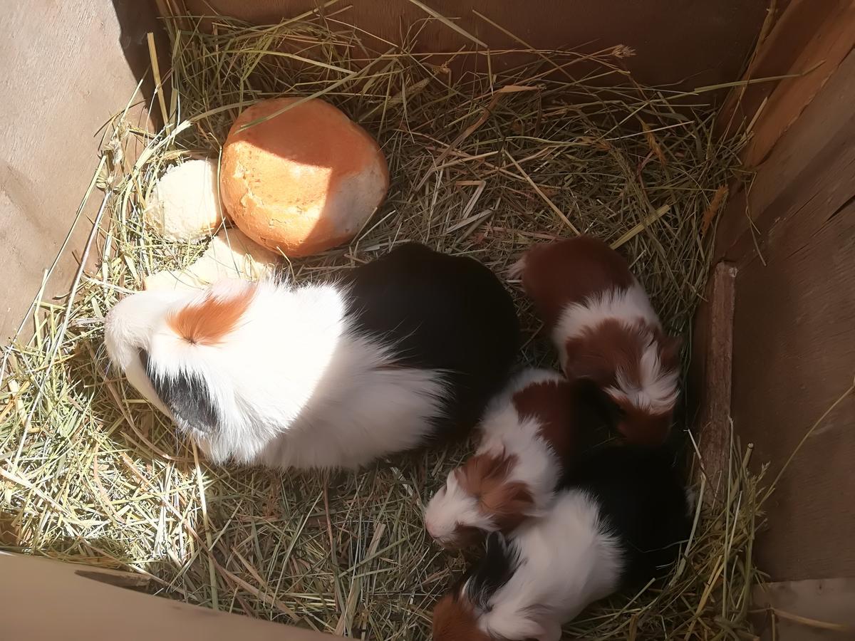 Ferienwohnung Grubinger Unterach am Attersee Εξωτερικό φωτογραφία